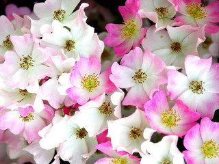 薔薇　バレリーナ © smtd3