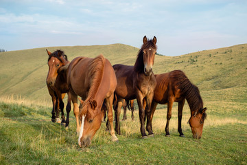 Fototapeta na wymiar Wild horses herd graze on pasture in the mountains