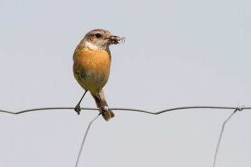 Fütterndes Schwarzkehlchen