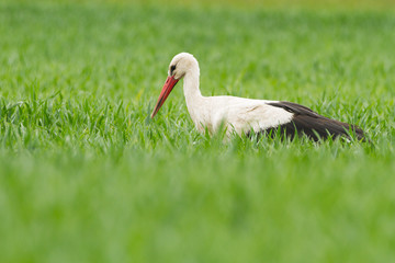 Weißstorch