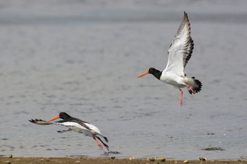 beccaccia di mare (Haematopus ostralegus) coppia in volo