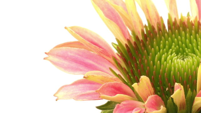 Time-lapse of Cone Flower(Echinacea) flowers blooming. 
