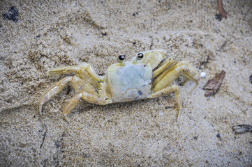  rab in Trinidade, Paraty, Brazil