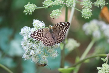 Kaisermantel / Argynnis paphia valesina