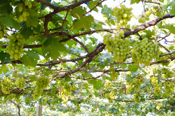 Vineyard green grapes fresh