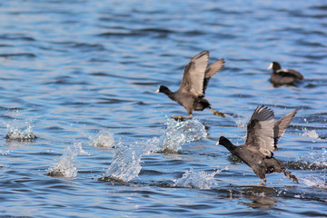 Folaghe (Fulica atra) in corsa sull'acqua