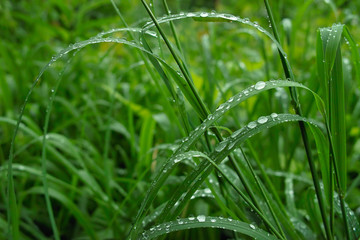 Fresh green grass with raindrops