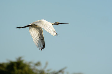 Spatola (Platalea leucorodia) in volo