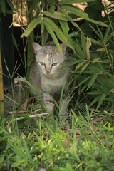 Obraz premium un chat à Java