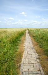 Pfad in den Salzwiesen am Westerhever Leuchtturm