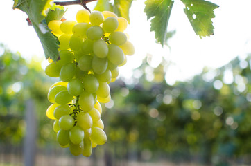 green  grapes in vineyard on a sunny