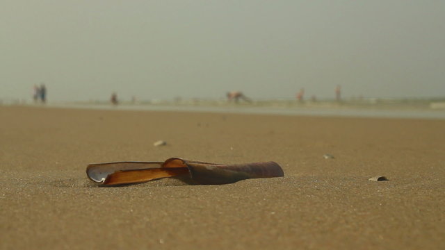 Razor shell on the beach on a summer's day with limited depth of field. People in the background are enjoying the beach and sea.