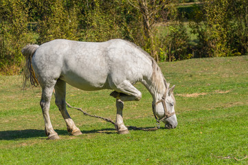 Obraz na płótnie Canvas Old white horse grazing on a fall pasture