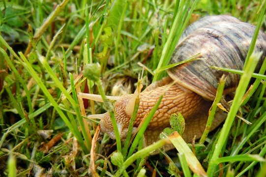 Macro shot on snail after rain on mountain village in Macedonia