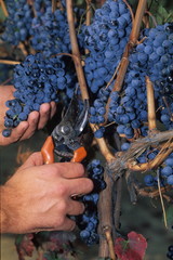 raccolta uva nera lambrusco