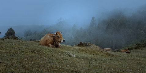 Vaca tumbada en la montaña entre la niebla al anochecer