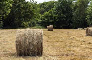 Bala circular de paja en pastizal segado