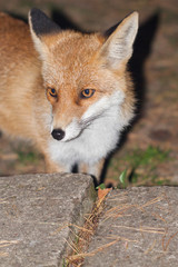 fox in the night