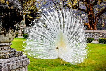 0118 Blauer Pfau - Pavo cristatus mut. alba