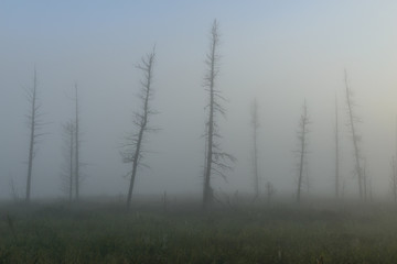 dead trees in the fog on the marsh in Yamal