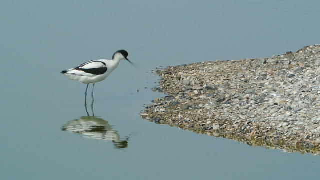 Pied Avocet (Recurvirostra avosetta) next a shell bank on the island of Texel, The Netherlands.