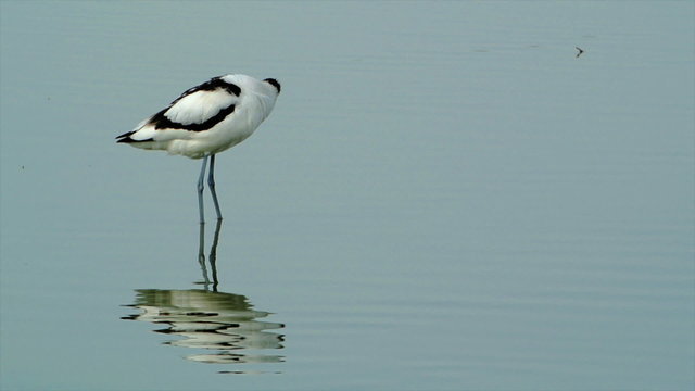 Pied Avocet (Recurvirostra avosetta) next a shell bank on the island of Texel, The Netherlands.