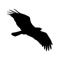 Vector silhouette of the Bird of Prey in flight with wings spread.
