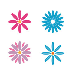 Colorful blooming Daisy flower vector icons on white background
