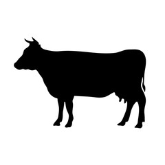 Vector black silhouette of the cow isolated on white background
