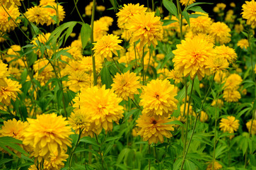 Background with flowers