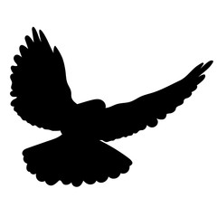 Vector silhouette of the Pigeon bird in flight.
