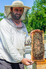 Beekeeper on apiary / Beekeeper pulling frame from the hive