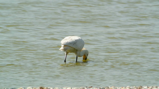 Eurasian Spoonbill or Common Spoonbill (Platalea leucorodia) wading through shallow water, searching for food.