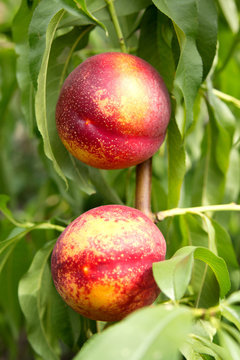 Nectarines growing on the tree