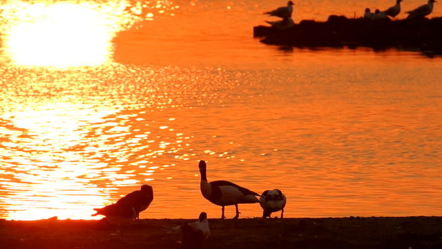 Common Shelducks (Tadorna tadorna) are resting in a sunset.