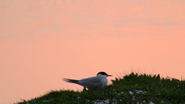 Common Tern (Sterna hirundo) is resting and breeding in a sunset.