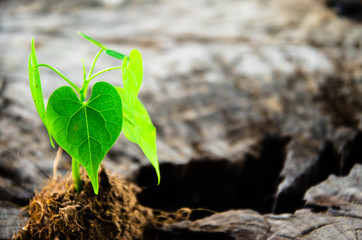 New green leaves born on old tree, textured background , nature stock photo