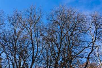 Árboles desnudos contra cielo azul en invierno