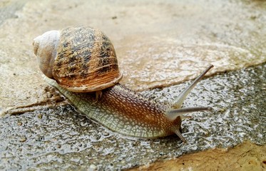 Schnecke mit Haus