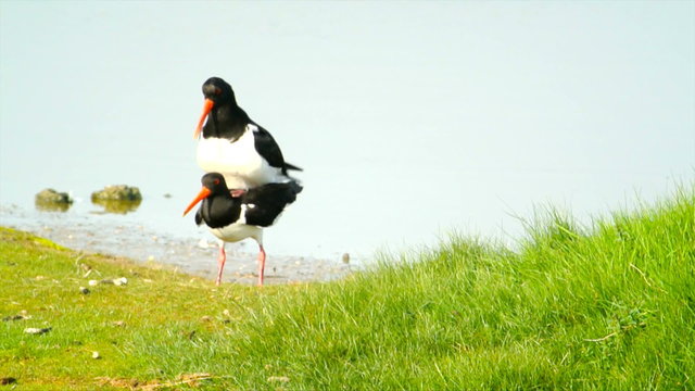 Two Oystercatchers mating with water in the background.