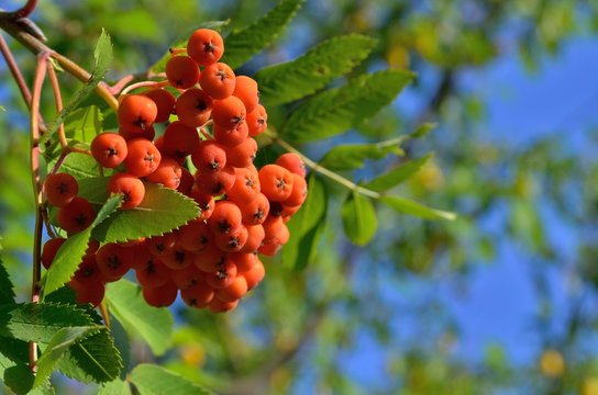 Bunches of red rowan, on the background of green leaves