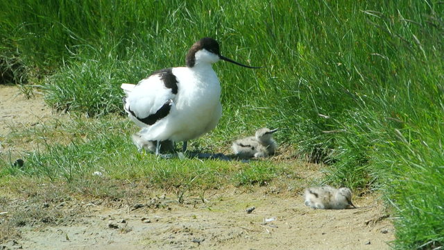 Pied Avocet (Recurvirostra avosetta) with chicks on the island of Texel, The Netherlands.