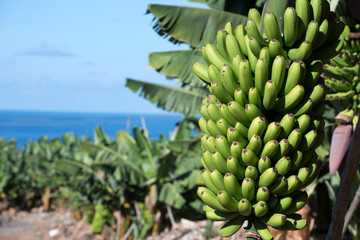 Bananenplantage am Meer, La Palma, Kanaren, Spanien © travelguide