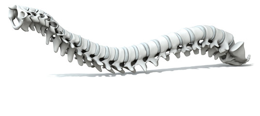 Human spine with disks, medically 3D illustration