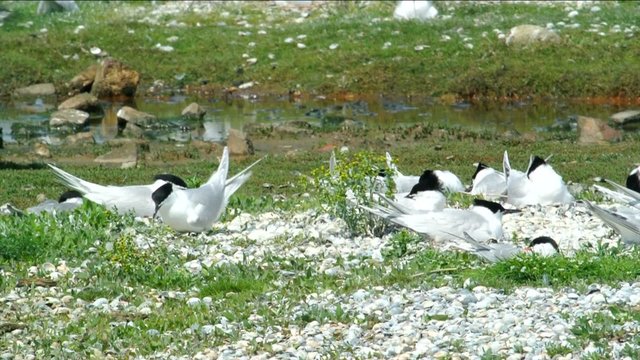 Group of Sandwich Tern (Thalasseus sandvicensis) breeding and resting in a nature reserve on the island of Texel in The Netherlands.