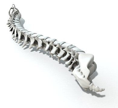 Spine, artwork