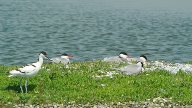 Common Tern and Pied Avocet (Recurvirostra avosetta) breeding and fighting on a shell bank on the island of Texel, The Netherlands.