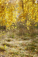  Autumn forest glade and frame of drooping birch branches with yellow leaves 