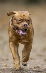 Dogue de Bordeaux runs in the autumn park. Funny picture. An excellent illustration.