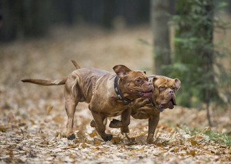 Two Bordeaux dog playing in the autumn park. An excellent illustration.